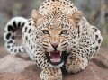 leopardo 26